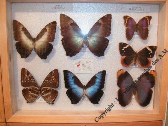 Un tableau de papillons parmi des centaines.