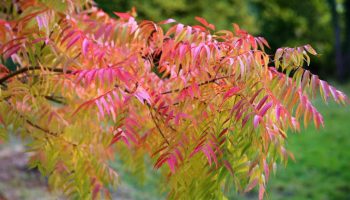 , Rémalard-en-Perche. Les couleurs de l’été indien dans le Perche, à Boiscorde