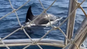 , Portugal: un groupe d’orques fait couler un voilier de plaisance français