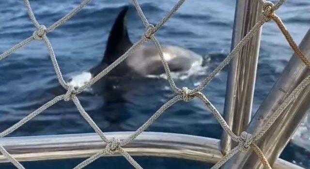, Un voilier français sombre après une attaque d’orques au large du Portugal